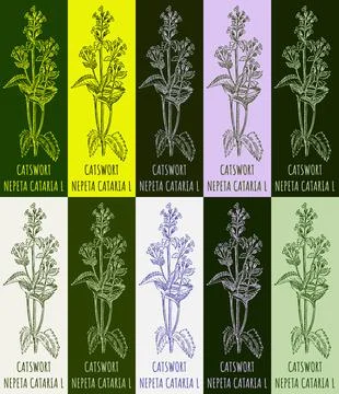 Set of vector drawing of CATSWORT in various colors. Hand drawn illustration. Stock Illustration