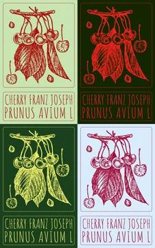 Set of vector drawing CHERRY FRANZ JOSEPH in various colors. Hand drawn illus Illustrazione stock
