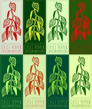 Set of vector drawing CHILI PEPPER in various colors. Hand drawn illustration Stock Illustration