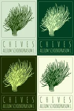 Set of vector drawing CHIVES in various colors. Hand drawn illustration. La.. Stock Illustration