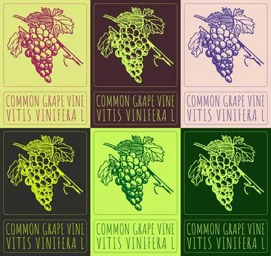 Set of vector drawing COMMON GRAPE VINE in various colors. Hand drawn illustr Stock Illustration