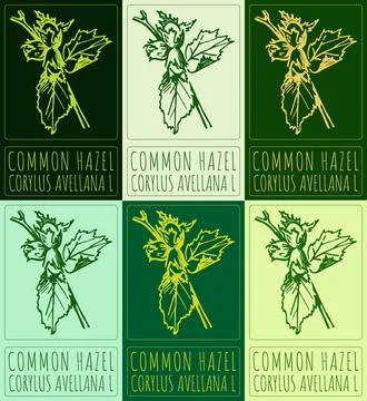 Set of vector drawing COMMON HAZEL in various colors. Hand drawn illustrati.. Stock Illustration