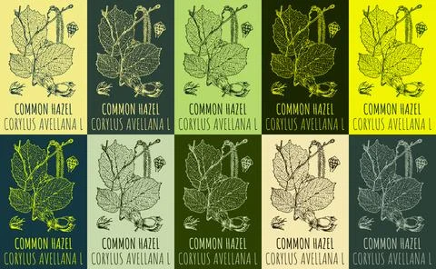 Set of vector drawing of COMMON HAZEL in various colors. Hand drawn illustrat Stock Illustration