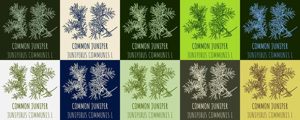 Set of vector drawing of COMMON JUNIPER in various colors. Hand drawn illus.. Ilustración de archivo