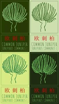 Set of vector drawing COMMON JUNIPER in Chinese in various colors. Hand dra.. Stock Illustration