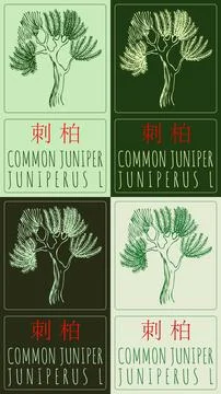 Set of vector drawing COMMON JUNIPER in Chinese in various colors. Hand dra.. Stock Illustration