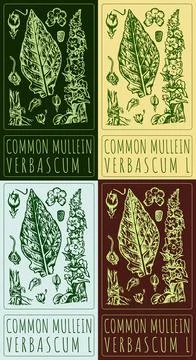 Set of vector drawing COMMON MULLEIN in various colors. Hand drawn illustra.. Stock Illustration