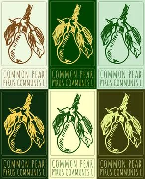 Set of vector drawing COMMON PEAR in various colors. Hand drawn illustratio.. Stock Illustration