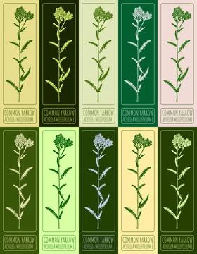 Set vector drawing of COMMON YARROW in various colors. Hand drawn illustrat.. Illustrazione stock