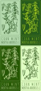 Set of vector drawing CORN MINT in various colors. Hand drawn illustration. T Stock Illustration