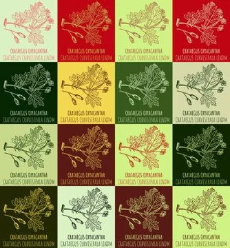 Set of vector drawing of CRATAEGUS OXYACANTHA in various colors. Hand drawn.. Stock Illustration