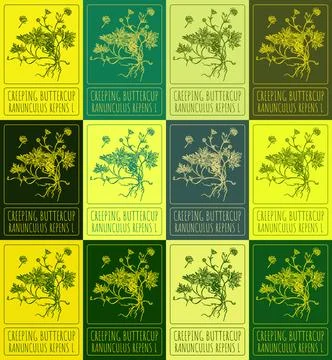 Set vector drawing of CREEPING BUTTERCUP in various colors. Hand drawn illu.. Stock Illustration