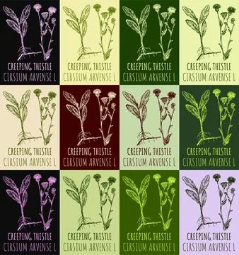 Set of vector drawing of CREEPING THISTLE in various colors. Hand drawn illus Stock Illustration