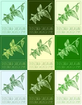 Set of vector drawing DIOSCOREA CAUCASIAN in various colors. Hand drawn ill.. Stock Illustration