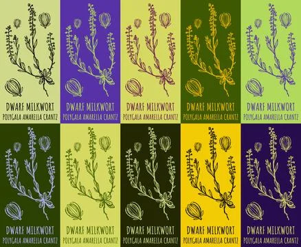 Set of vector drawing of DWARF MILKWORT in various colors. Hand drawn illus.. Stock Illustration
