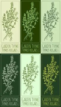 Set of vector drawing GARDEN THYME in various colors. Hand drawn illustration Stock Illustration