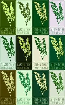 Set of vector drawing GARDEN THYME in various colors. Hand drawn illustrati.. Stock Illustration