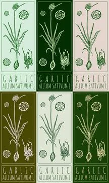 Set of vector drawing GARLIC in various colors. Hand drawn illustration. La.. Stock Illustration