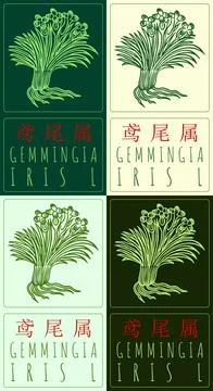 Set of vector drawing GEMMINGIA in Chinese in various colors. Hand drawn illu イラスト素材