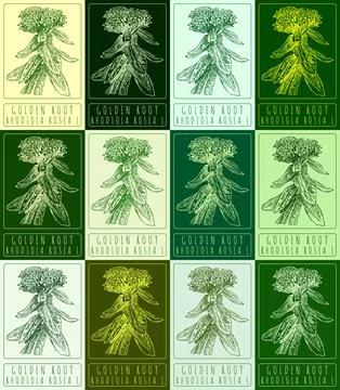 Set of vector drawing GOLDEN ROOT in various colors. Hand drawn illustration. Illustrazione stock