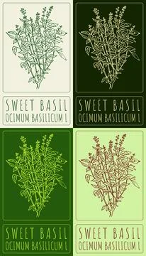 Set of vector drawing GREAT BASIL in various colors. Hand drawn illustration. Stock Illustration