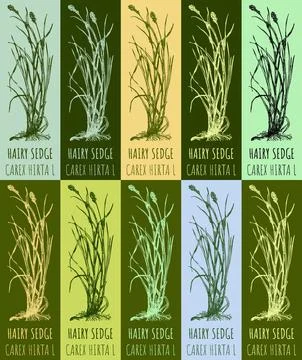 Set of vector drawing HAIRY SEDGE in various colors. Hand drawn illustration. Stock Illustration