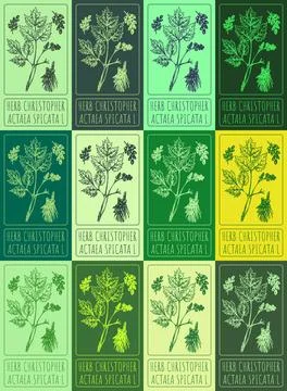 Set vector drawing of HERB CHRISTOPHER in various colors. Hand drawn illustra Stockillustratie