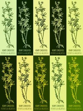 Set of vector drawing of HOARY CINQUEFOIL in various colors. Hand drawn ill.. Stock Illustration