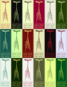 Set of vector drawing KOREAN GINSENG GINSENG in various colors. Hand drawn il Stock Illustration