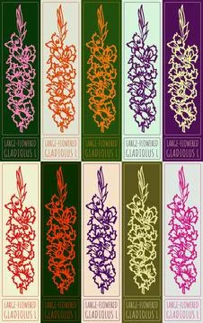 Set of vector drawing LARGE-FLOWERED GLADIOLUS in various colors. Hand draw.. Stock Illustration