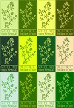 Set vector drawing of LARGE HOP TREFOIL in various colors. Hand drawn illustr Illustrazione stock