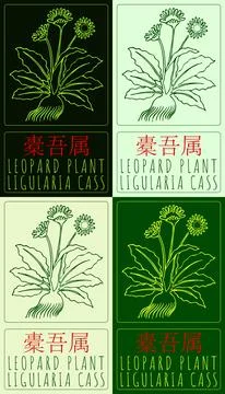 Set of vector drawing LEOPARD PLANT in Chinese in various colors. Hand drawn  Stock Illustration