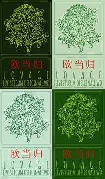 Set of vector drawing LOVAGE in Chinese in various colors. Hand drawn illustr Stock Illustration