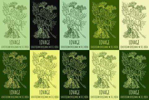 Set of vector drawing of LOVAGE in various colors. Hand drawn illustration... Stock Illustration