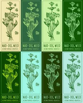 Set vector drawing of MAD-DOG WEED in various colors. Hand drawn illustrati.. Ilustración de archivo