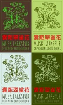 Set of vector drawing MUSK LARKSPUR in Chinese in various colors. Hand draw.. Stock Illustration