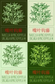 Set of vector drawing NAUCLEA RHYNCHOPHYLLA in Chinese in various colors. H.. Stock Illustration
