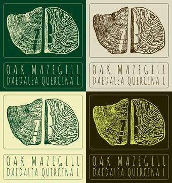Set of vector drawing OAK MAZEGILL in various colors. Hand drawn illustration Stock Illustration