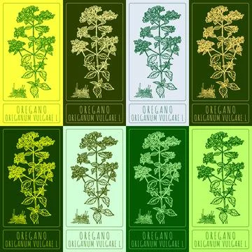 Set vector drawing of OREGANO in various colors. Hand drawn illustration. L.. Stock Illustration