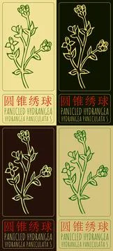 Set of vector drawing PANICLED HYDRANGEA in Chinese in various colors. Hand d Stock Illustration