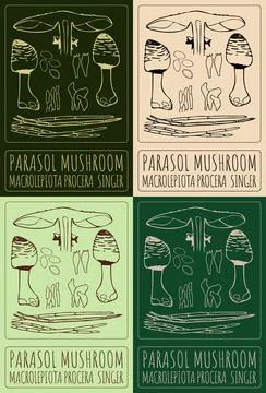 Set of vector drawing PARASOL MUSHROOM in various colors. Hand drawn illustra Illustration