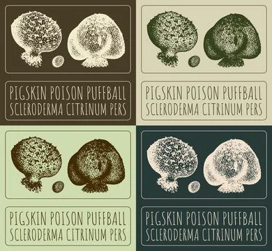 Set of vector drawing PIGSKIN POISON PUFFBALL in various colors. Hand drawn.. Illustrazione stock