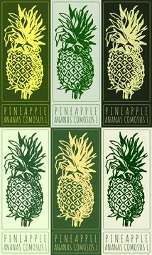 Set of vector drawing PINEAPPLE in various colors. Hand drawn illustration. L Stock Illustration