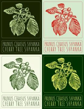 Set of vector drawing PRUNUS CERASUS SHPANKA in various colors. Hand drawn .. 스톡 일러스트