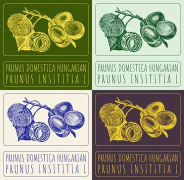 Set of vector drawing PRUNUS DOMESTICA HUNGARIAN in various colors. Hand dr.. 스톡 일러스트