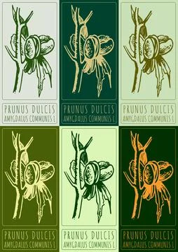 Set of vector drawing PRUNUS DULCIS in various colors. Hand drawn illustrat.. 스톡 일러스트