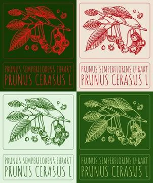 Set of vector drawing PRUNUS SEMPERFLORENS EHRART in various colors. Hand d.. 스톡 일러스트