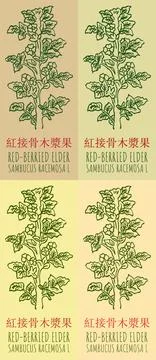 Set of vector drawing RED-BERRIED ELDER in Chinese in various colors. Hand dr Stock Illustration