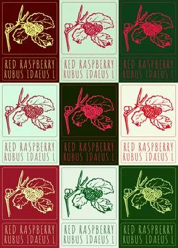 Set of vector drawing RED RASPBERRY in various colors. Hand drawn illustratio Stock Illustration