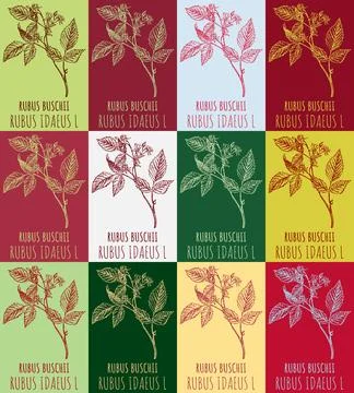 Set of vector drawing of RED RASPBERRY in various colors. Hand drawn illust.. Stock Illustration